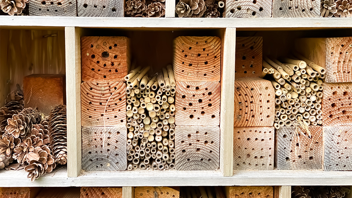 A shelf with pine cones, bamboo, and wooden blocks with holes drilled into them.