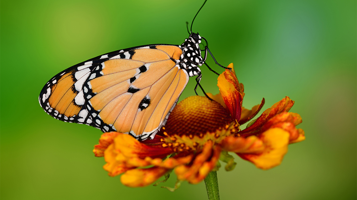 A butterfly standing on a flower. 