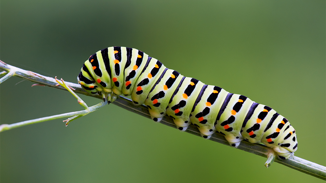 A caterpillar climbing across a branch. 