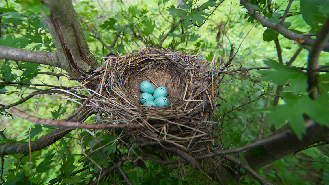A bird’s nest in a tree.