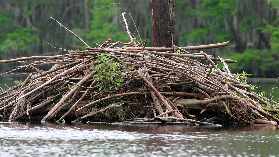 A beaver dam in the water.