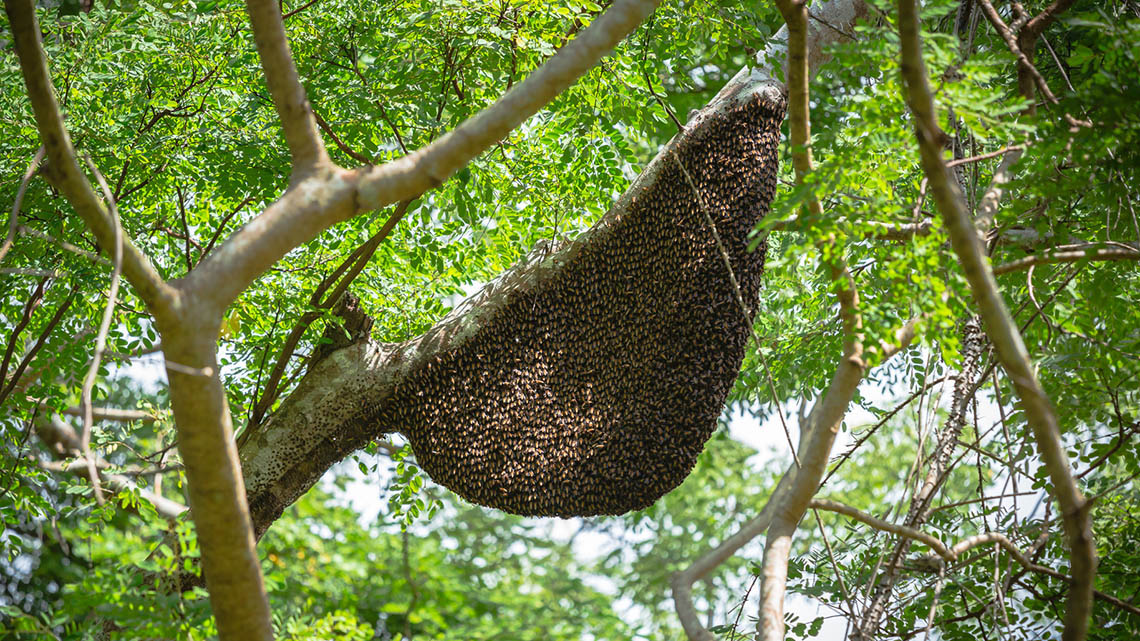 A large honeycomb in a tree.