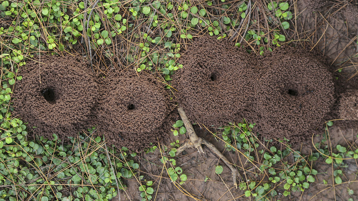 Four ant hills on the ground.