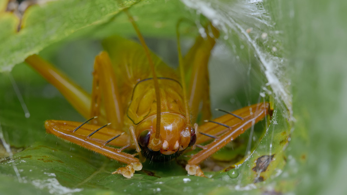 A cricket with a leaf rolled around itself to protect it.