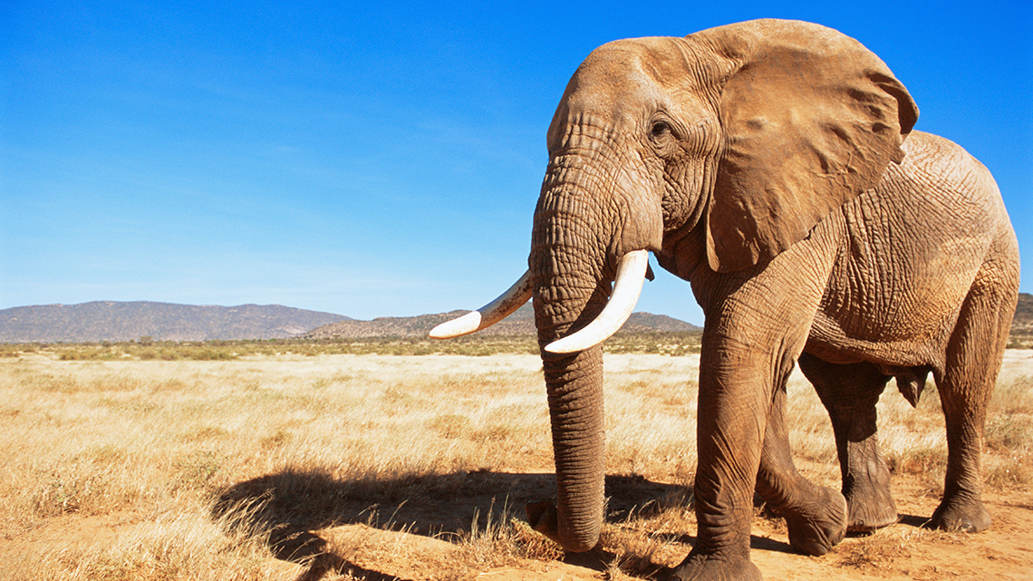 An elephant walking along a dry ground.