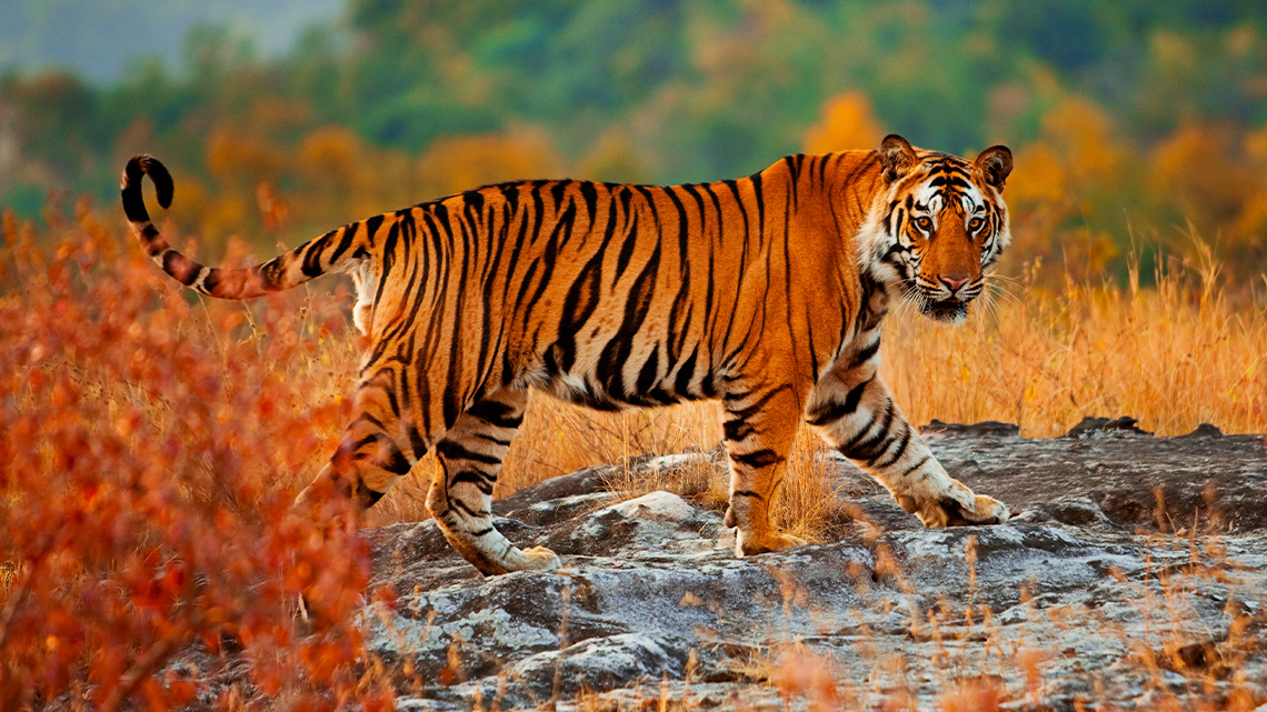 A tiger walking along a rocky landscape with dry grass in the background.