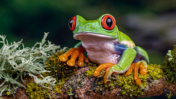A frog on a tree branch