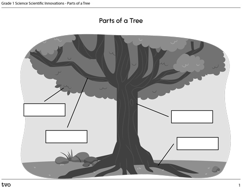 Parts of a Tree