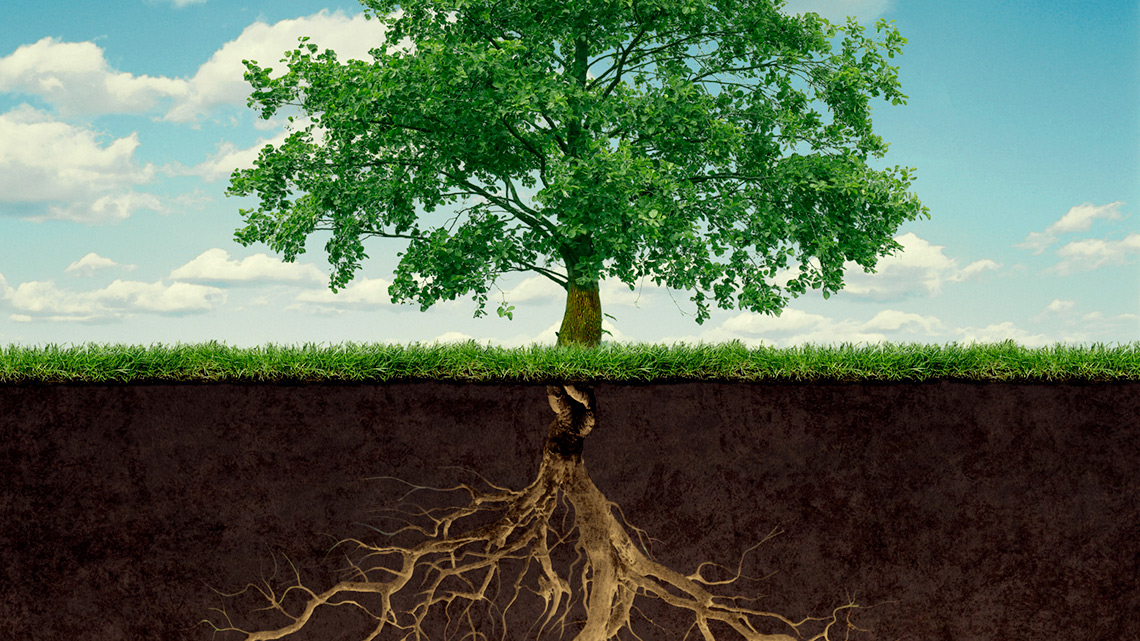 A tree with the roots under the ground.