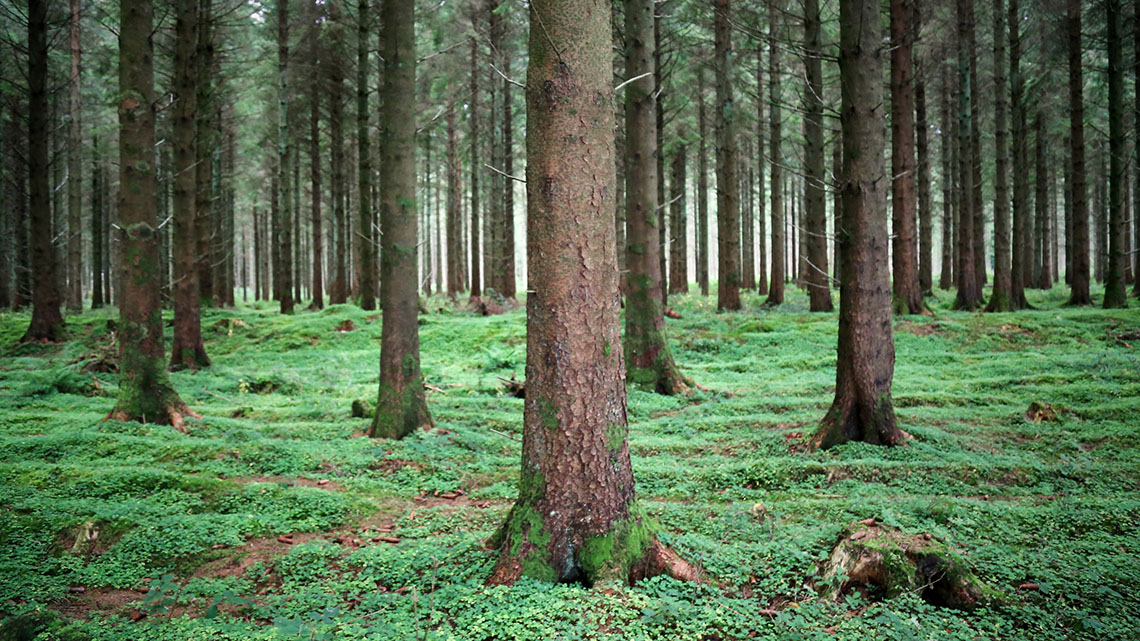 Tree trunks