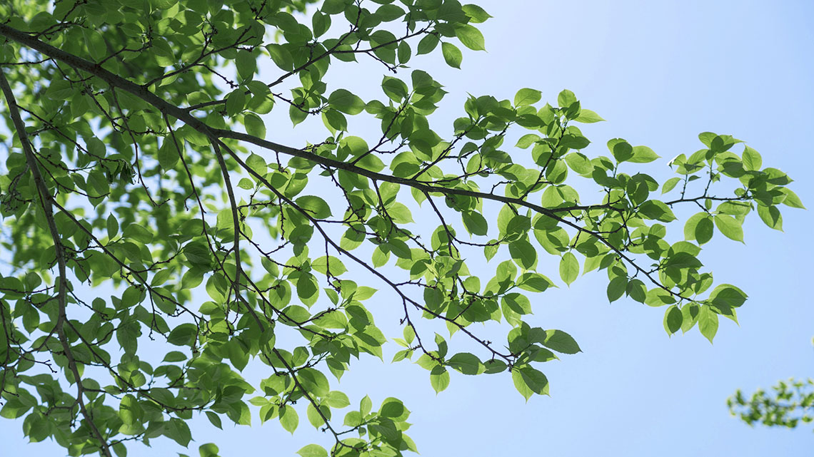 A close up of a tree’s branches