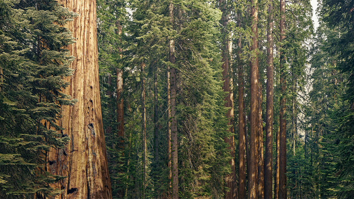 A forest filled with many tall trees.