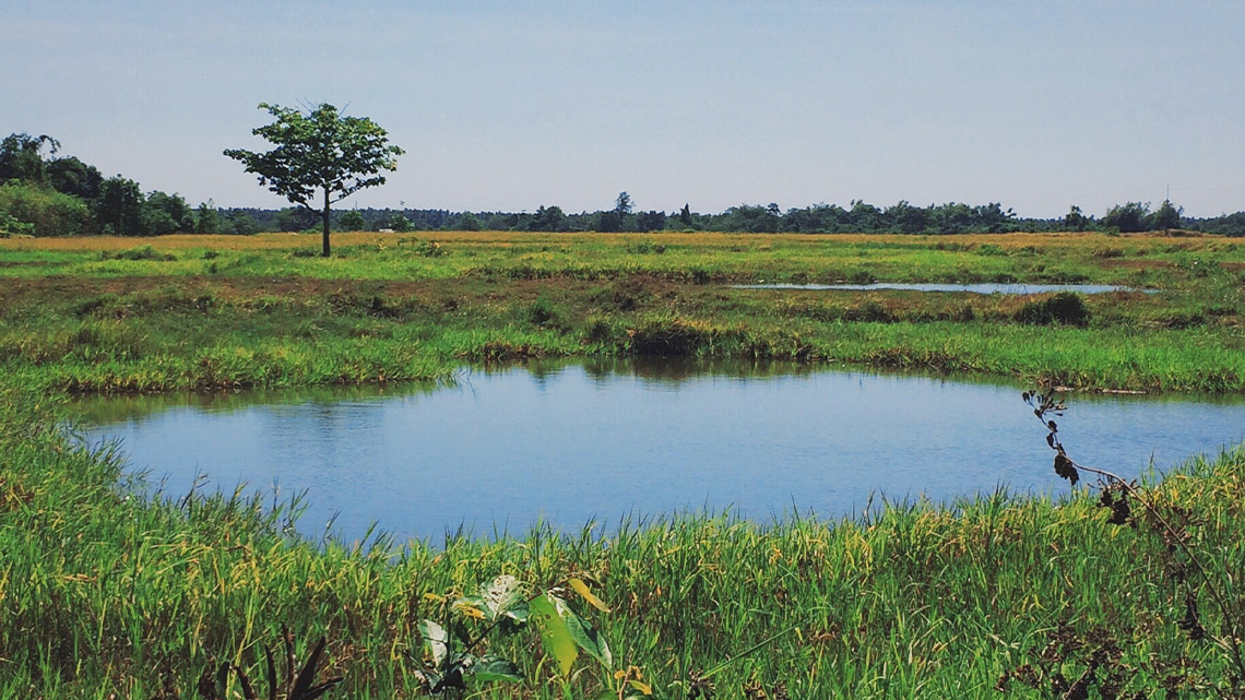 A marshy area has a small pond in the centre and is surrounded by tall grass. Further in the distance are trees and bushes.