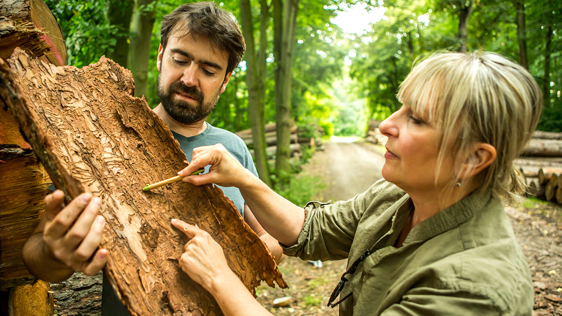 A scientist observes the path left behind by beetles in a large piece of bark in a forest.