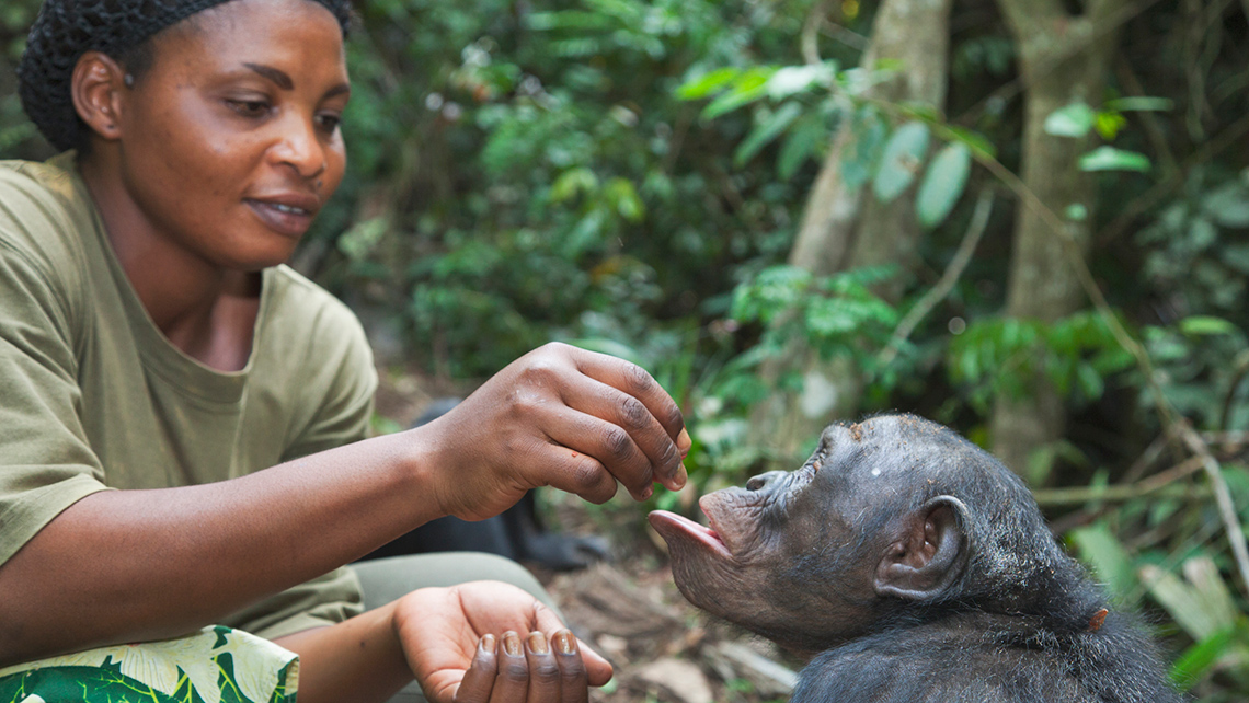 A zoologist feeds a bonobo in a forest.
