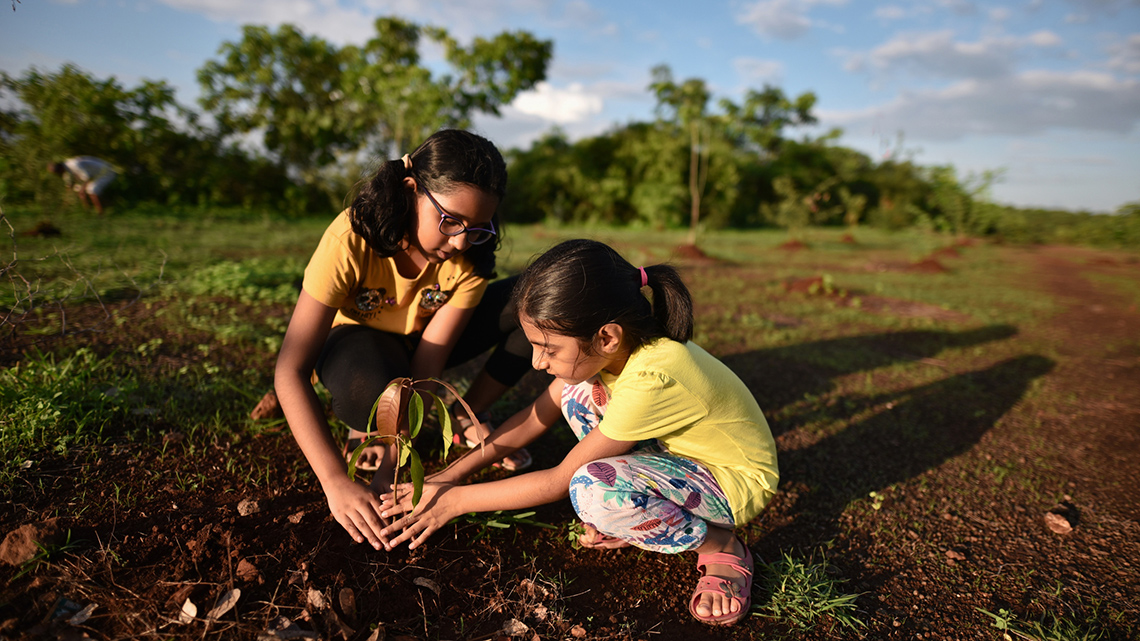 People planting a small tree outside.