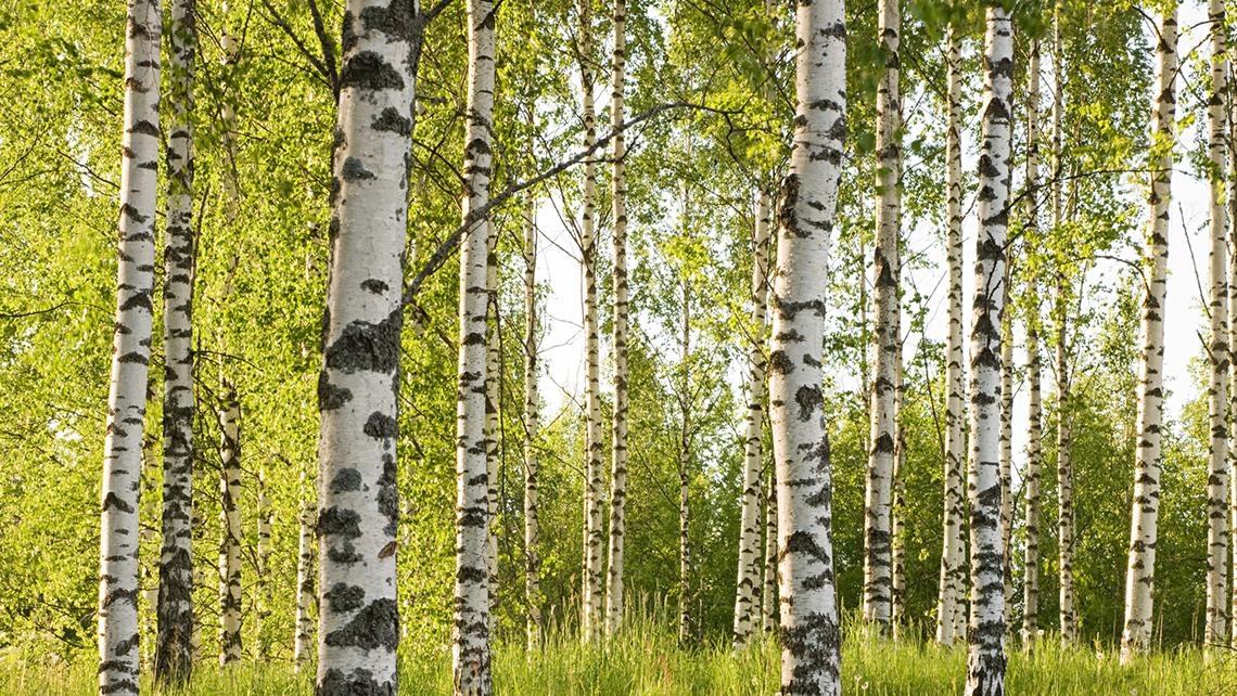 A group of birch trees in a forest.