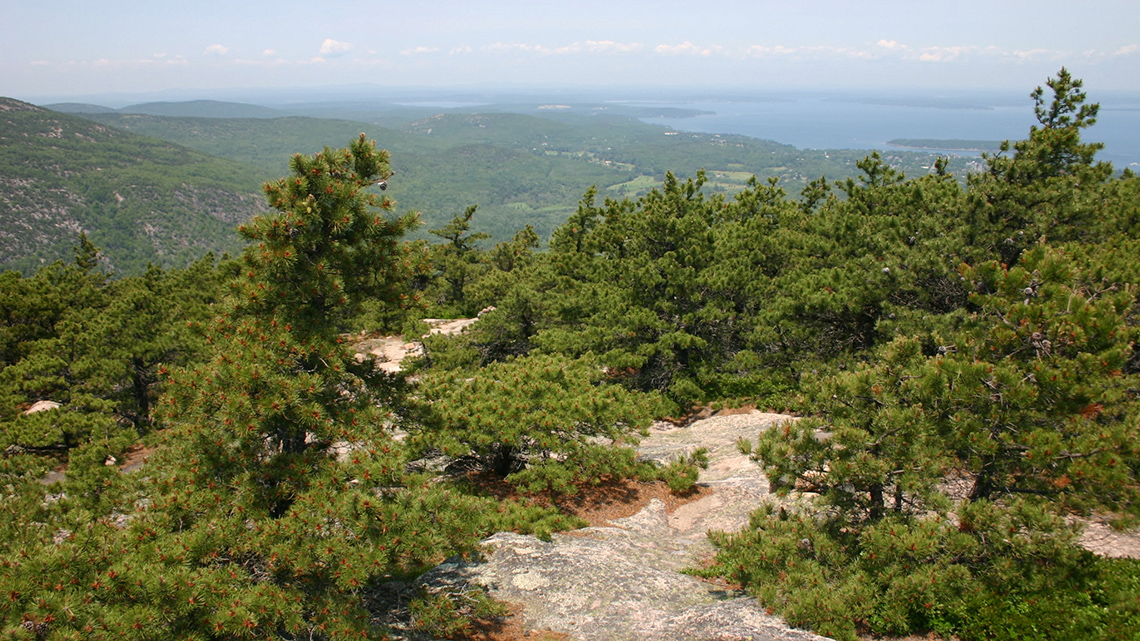 Jack pine trees growing on top of a mountain.