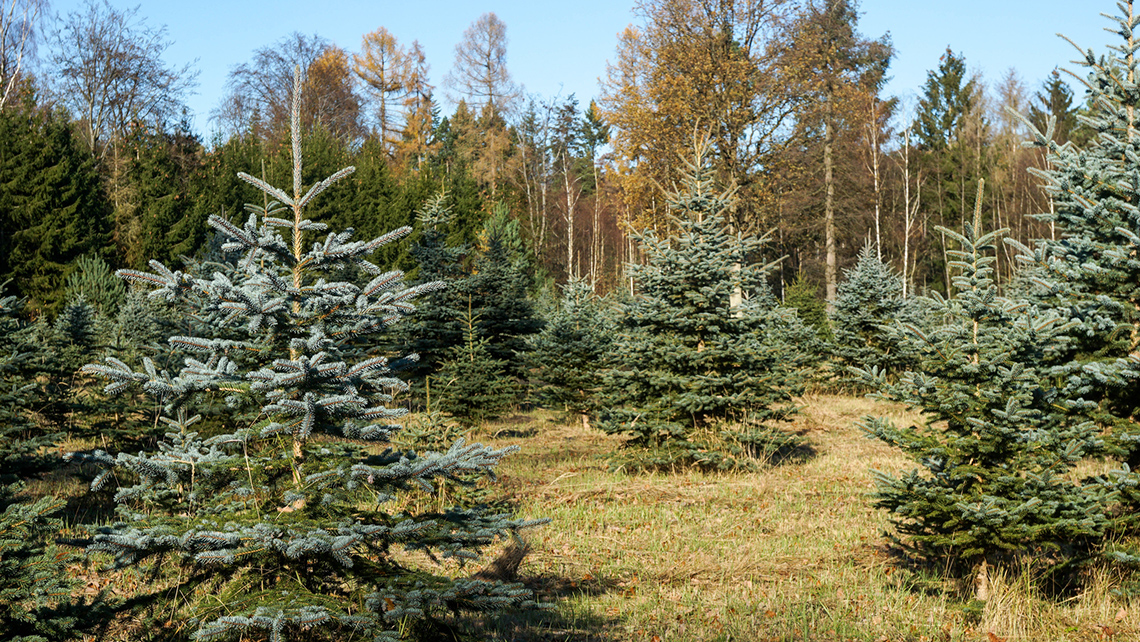 Several blue spruce trees growing in a meadow with other types of trees.