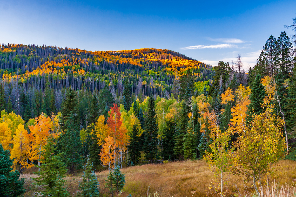A forest with many types of trees.