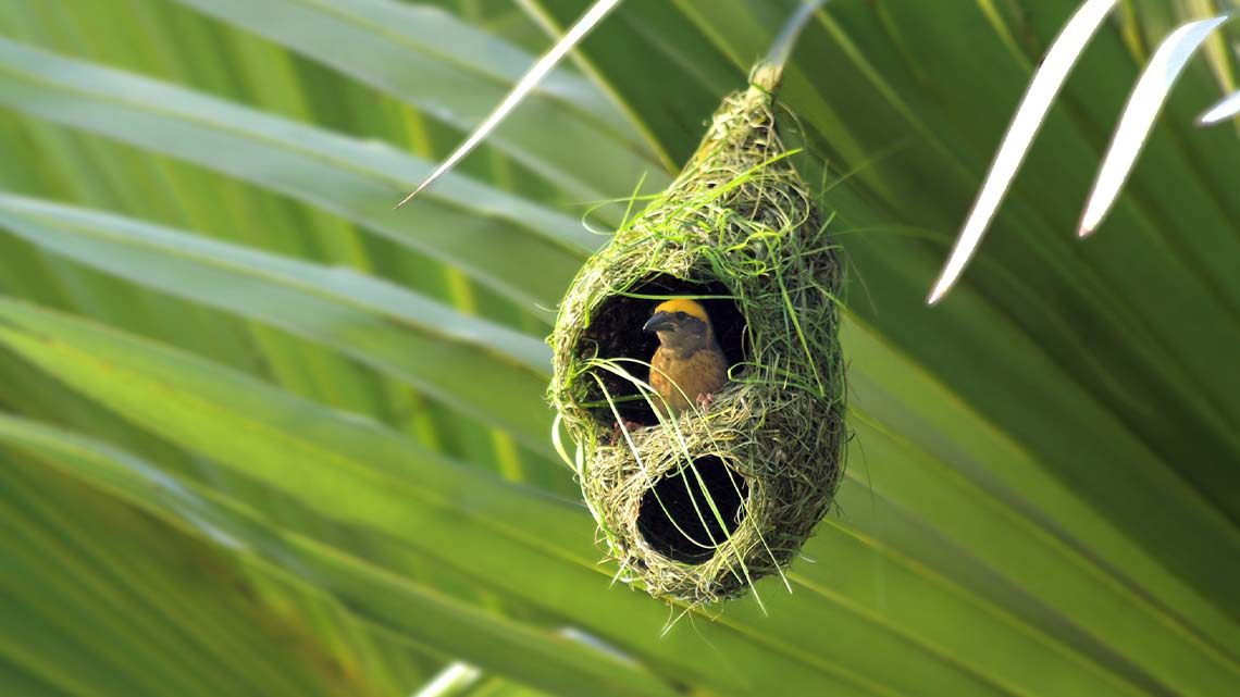 A bird in a nest that has been built on the long leaf of a large plant.