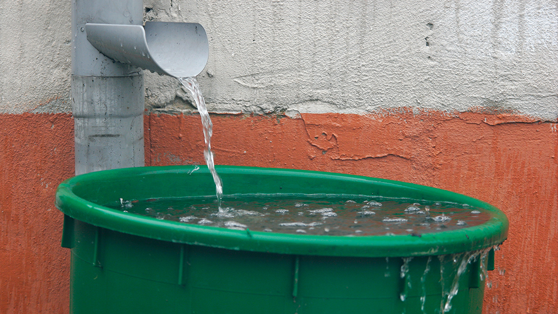 Rain pours out of a downspout into a rain barrel