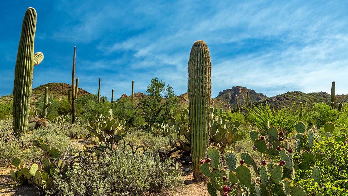 There are many cacti in this desert landscape along with other small plants.