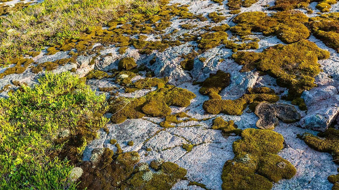 Moss growing in patches on uneven, rocky terrain.