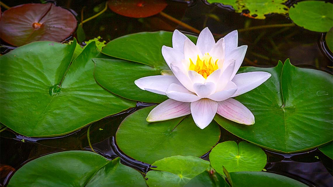 A water lily blooms from lily pads in water.