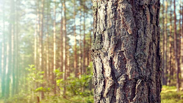 A tree trunk in a forest with thick, gnarled bark.