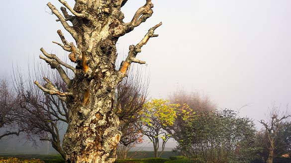 A tree with many short branches.