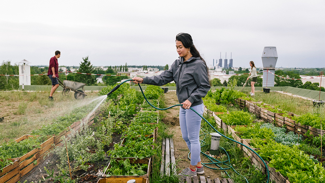 One person waters a rooftop garden while another moves material in a wheelbarrow.