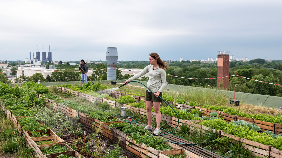 Green roof