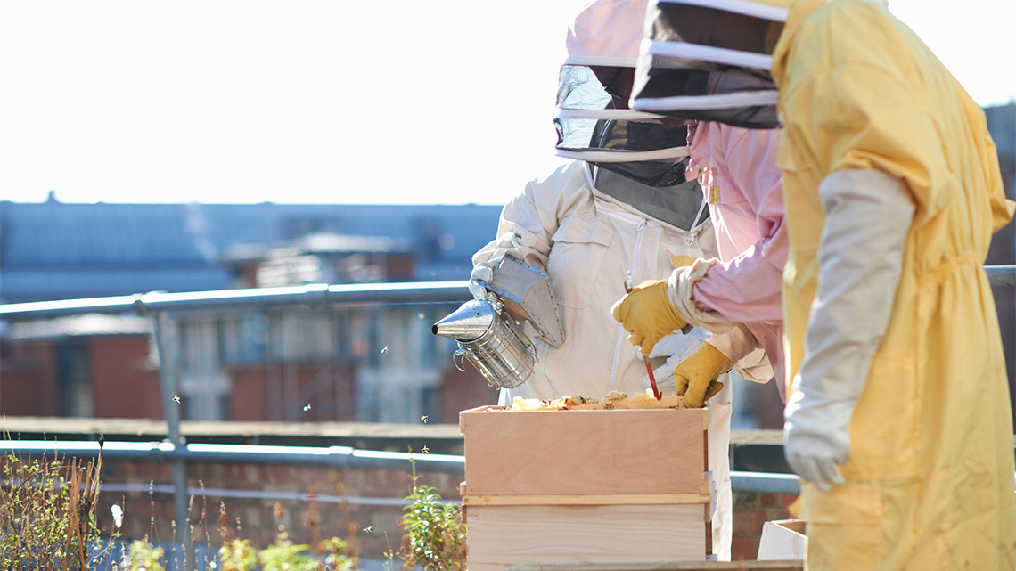 Several beekeepers work on a honeybee hive on top of a roof.