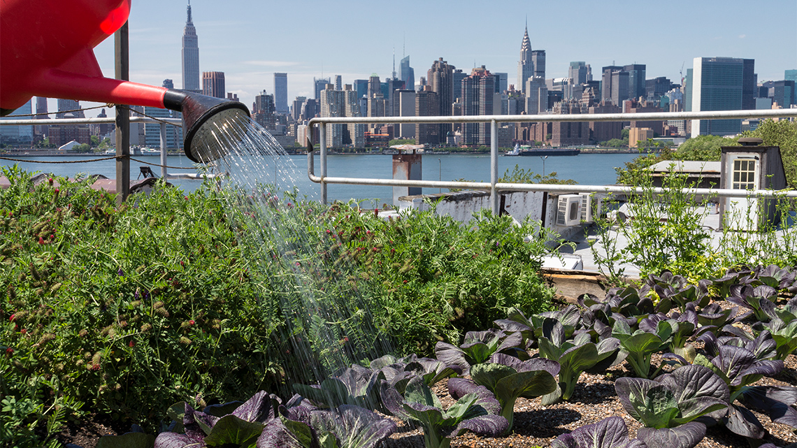 A rooftop garden being watered on a sunny day.