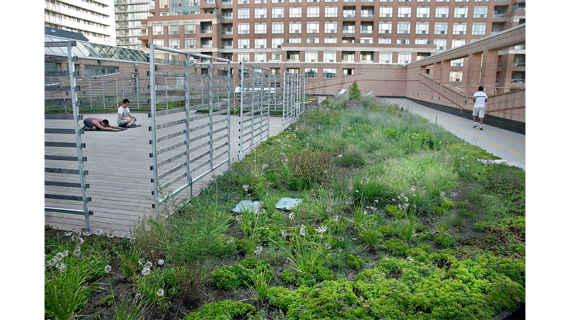 People doing yoga and jogging around the garden areas of the green roof.