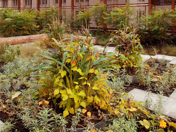 The Sisters Garden Traditional Indigenous plants grow in a rooftop garden.