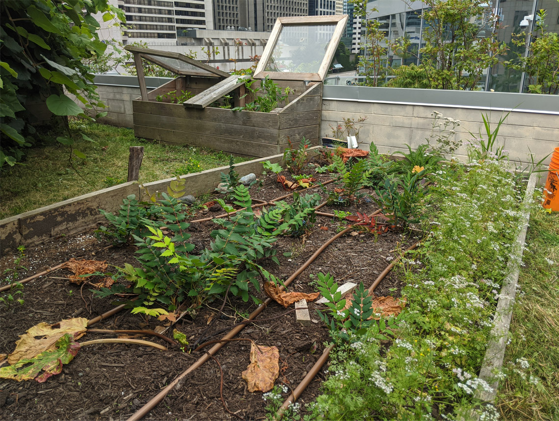 Rooftop garden A rooftop garden with a variety of plants growing in rows and boxes
