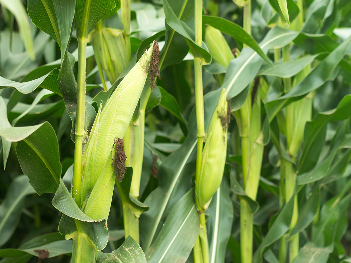 A field of corn