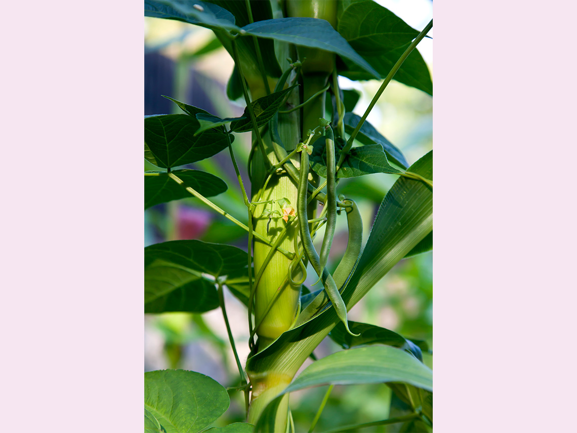 A stalk of corn with beans and squash growing with it.