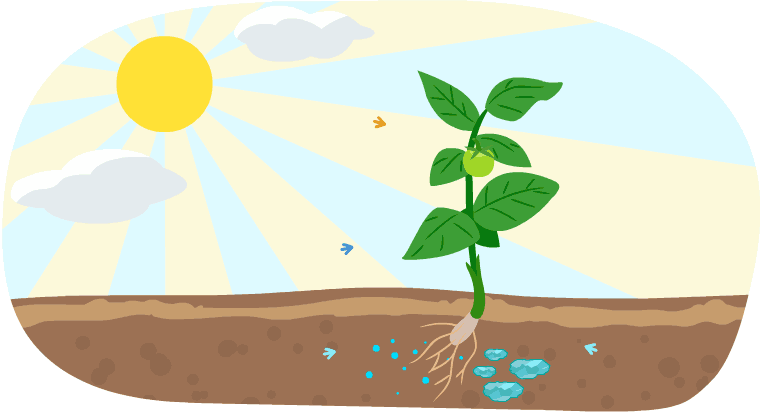 An animation of sunlight, water, and minerals helping a plant to grow.