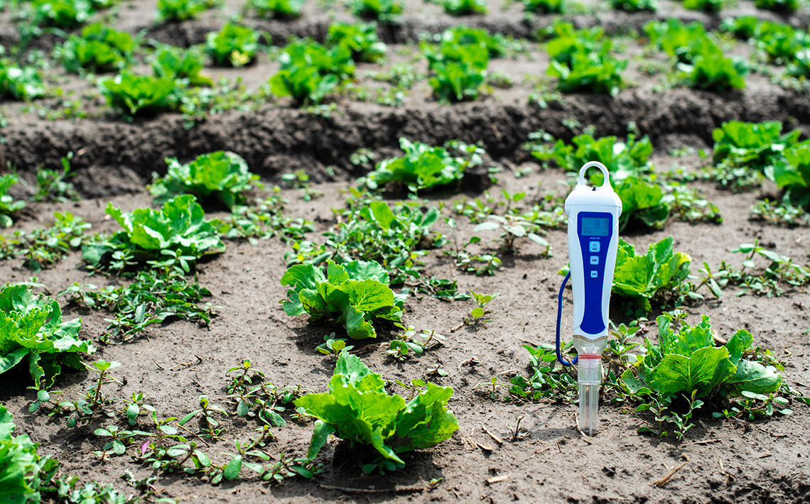 A sensor is placed in the soil next to rows of plants.