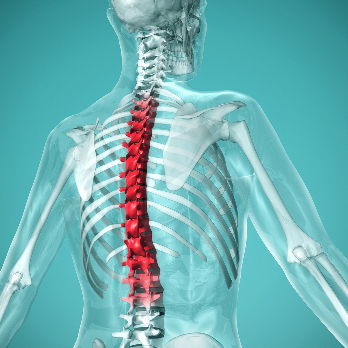 The back view of a human spine marked in a dark colour on a skeleton