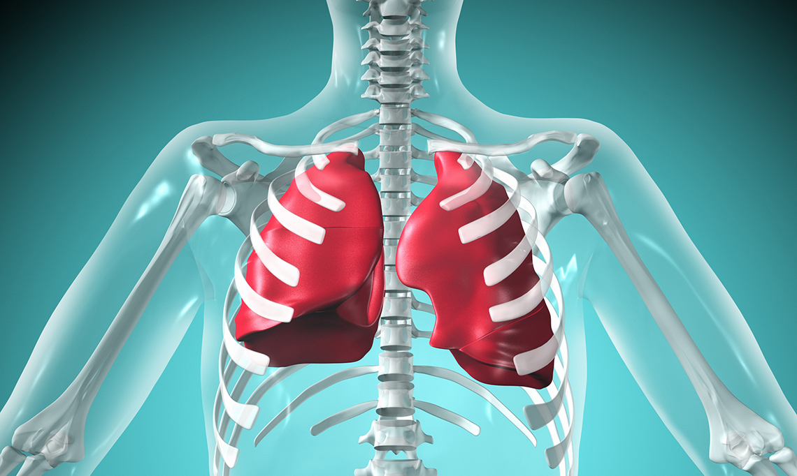 An image of the anatomy of the human lungs
Updated alt: The anatomy of the human lungs marked in a dark colour on a skeleton