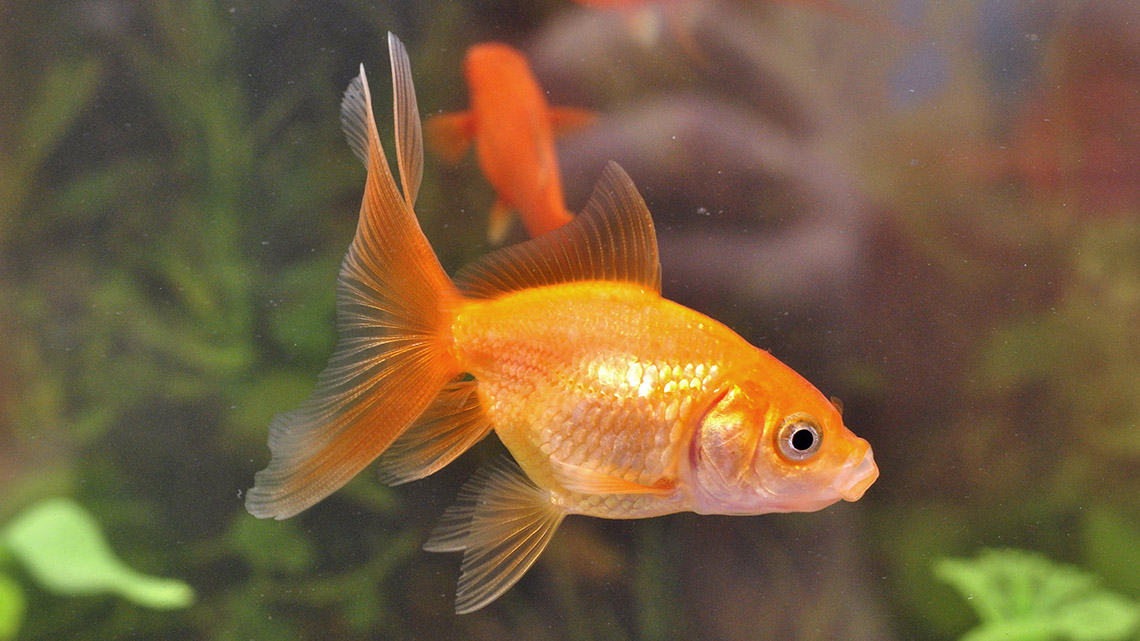 A goldfish swimming