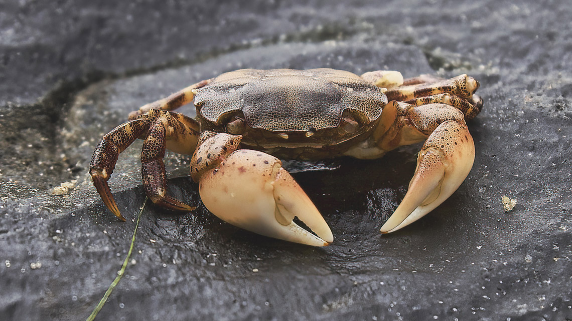 A crab on the beach