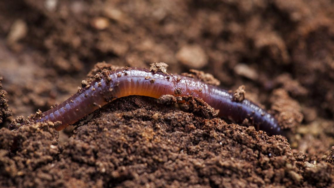 An earthworm in the soil