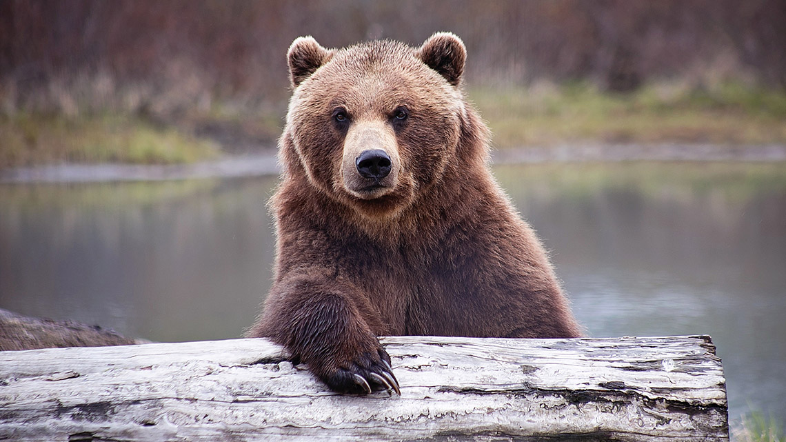 A bear looking straight ahead. It rests its paw on a log.