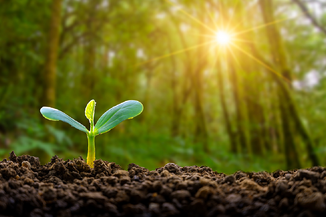 Sprouting plant growing from the forest floor with the sun streaming through the trees.