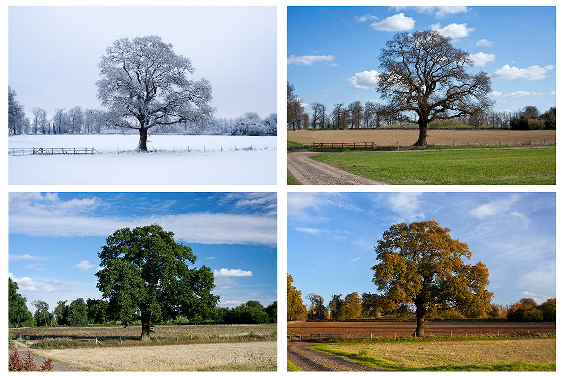 Different seasons of a tree: first covered in snow, then some green leaves, then full green growth, and finally with red and orange leaves.